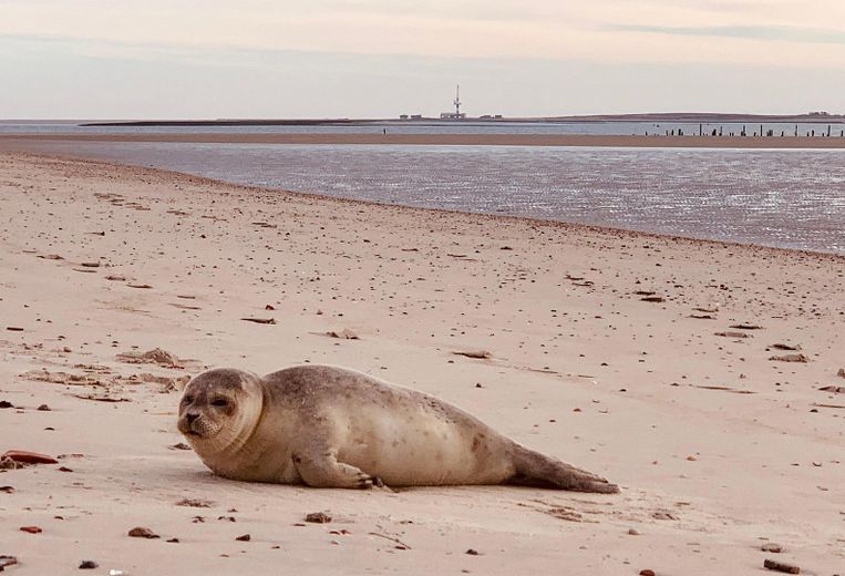 Wangerooge: mieszkanie wakacyjne z 2 balkonami – 100 m od plaży – bez prowizji – Wangerooge Strand