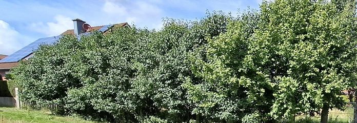 Fliederhecke Richtung Nord