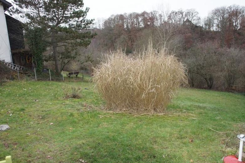 ** BAUPLATZ IN SCHÖNER, RUHIGER LAGE VON WISSEN ** – Bild 2