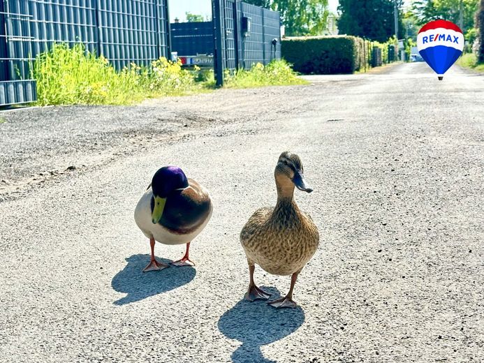 Leben wo andere Urlaub machen Bungalow direkt am See mit Solarenergie – Enten im Dienst der Nachbarschaft