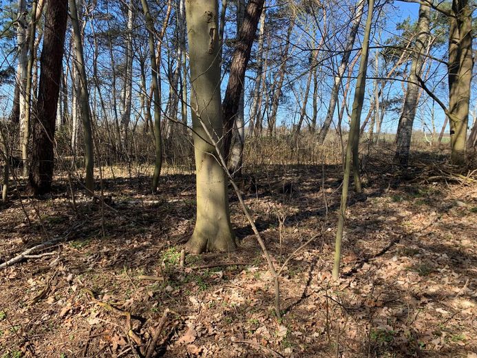 Ostseenah mit eigenem Wald! – Eigener Wald zum Grundstück