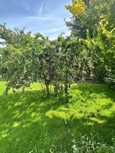 Ruhiges, sonniges & energieeffizientes Einfamilienhaus direkt „hinter’m Deich“ nahe Büsum – Üppiger Obstbestand