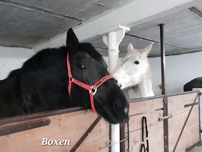 Tu sueño de tener un caballo en casa se hace realidad – Boxen
