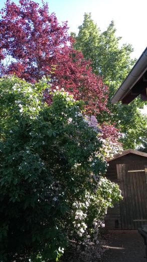 Frühlingsblüte/Schuppen