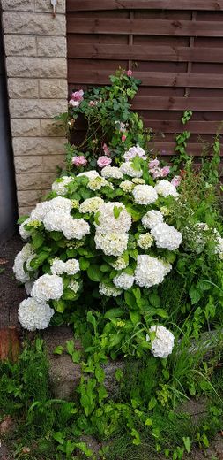 Casa unifamiliare a HB-Kattenturm con un bel giardino – Foto 1