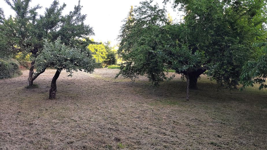 Streuobstwiese