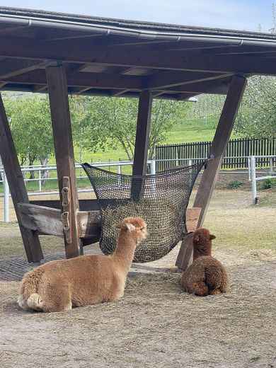 Heuraufe, hinten der Round Pen