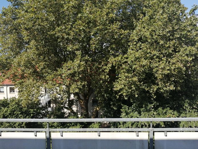 Schöne Wohnung im Kaiserstraßenviertel – Blick von der Dachterrasse