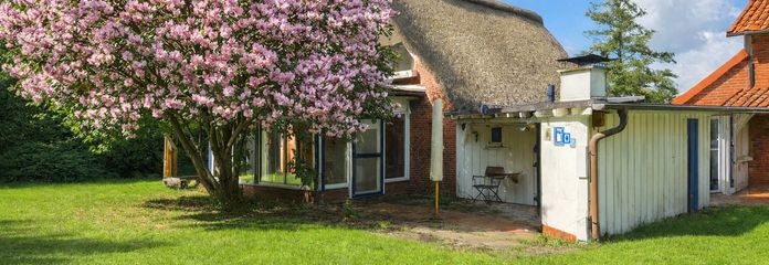 Tulpenbaum in der Blüte